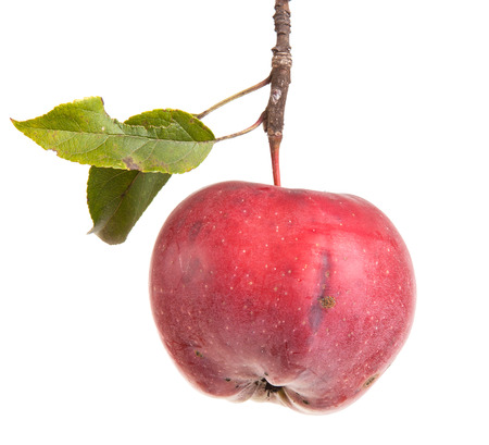 ripe apple on the branch. isolated on white backgroundの写真素材