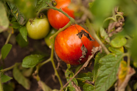 bed with tomatoesの写真素材