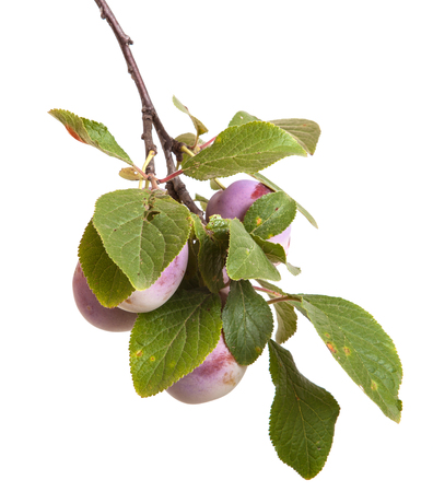 plum branch with berries and leaves isolated on white backgroundの写真素材