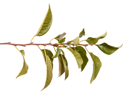 branch of a cherry tree with leaves isolated on white backgroundの写真素材