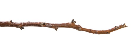 dry branch of a walnut tree. isolated on white