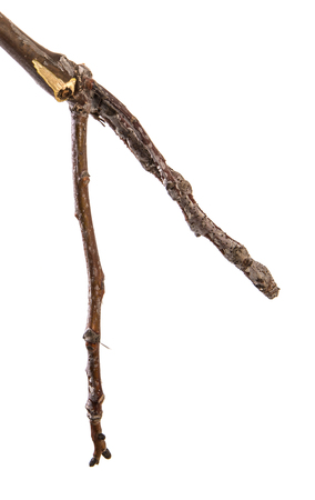 dry branch of a walnut tree. isolated on whiteの写真素材