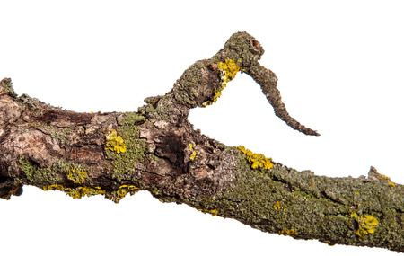 Part of a dry pear tree branch with cracked bark. isolated on whiteの写真素材
