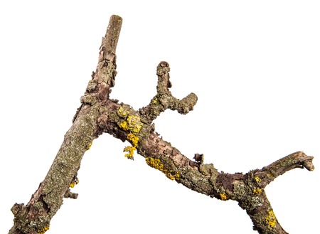Part of a dry pear tree branch with cracked bark. isolated on whiteの写真素材