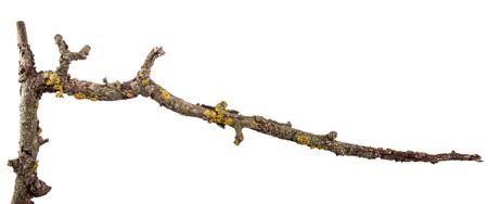 dry pear tree branch with cracked bark. isolated on white background