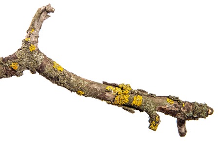 dry pear tree branch with cracked bark. isolated on white