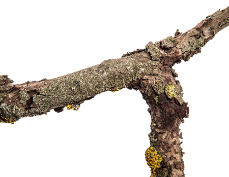 Part of a dry pear tree branch with cracked bark. isolated on whiteの写真素材
