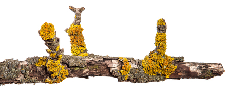 dry pear tree branch with cracked bark. isolated on whiteの写真素材