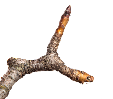 dry cracked pear tree branch. isolated on whiteの写真素材