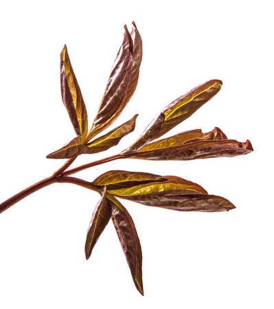 young sprouts peony flowers. isolated on whiteの写真素材