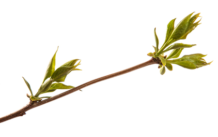 branch of lilac bush with young green leaves. isolated on whiteの写真素材