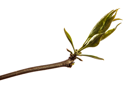branch of lilac bush with young green leaves. isolated on whiteの写真素材