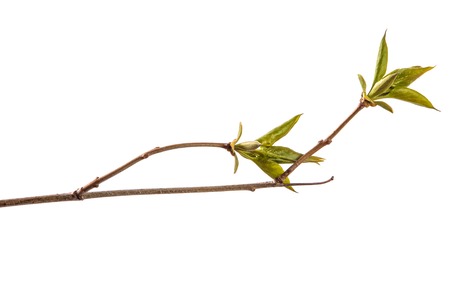 branch of lilac bush with young green leaves. isolated on white