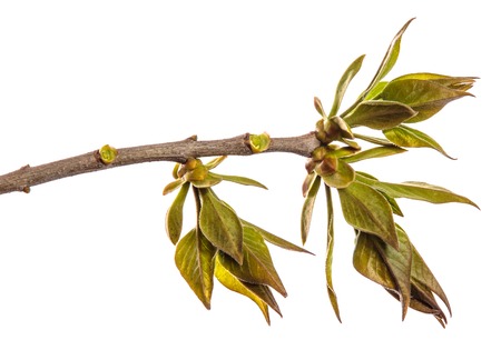 branch of lilac bush with young green leaves. isolated on whiteの写真素材