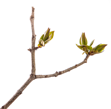 branch of lilac bush with young green leaves. isolated on whiteの写真素材