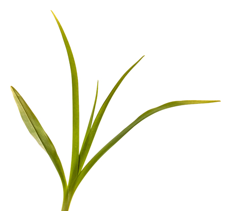 young sprouts of daylily flowers. green leaves. isolated on whiteの写真素材