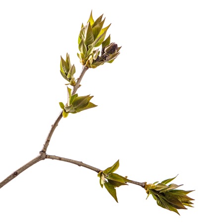 branch of lilac bush with young green leaves. isolated on whiteの写真素材