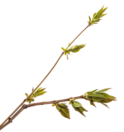 branch of lilac bush with young green leaves. isolated on whiteの写真素材