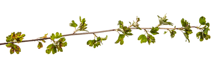 branch currant bush with leaves affected by the disease. isolated on whiteの写真素材