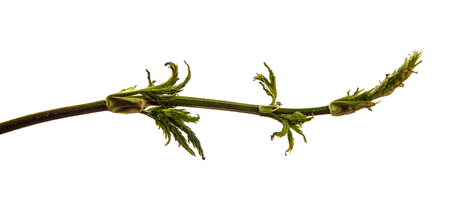Green leaves of a climbing plant with a vine. isolated on whiteの写真素材