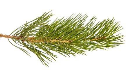 A branch of a pine tree. Isolated on white