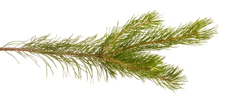 A branch of a pine tree. Isolated on white