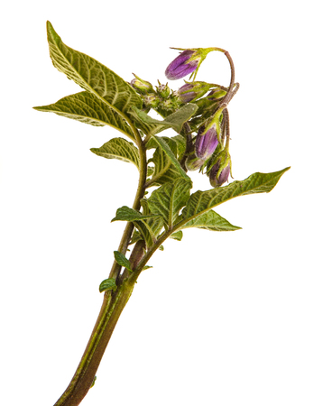 Part of a potato bush with green leaves. Isolated on whiteの写真素材