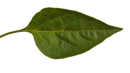 Leaves of sweet pepper. Isolated on white