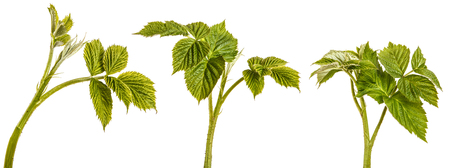 Young green raspberry sprout with green leaves. Isolated on white. Set