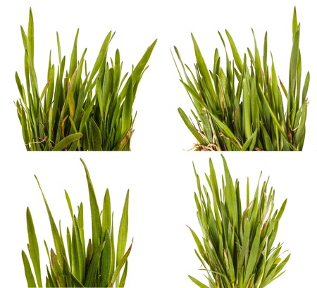 Green grass lawn isolated on white. Set