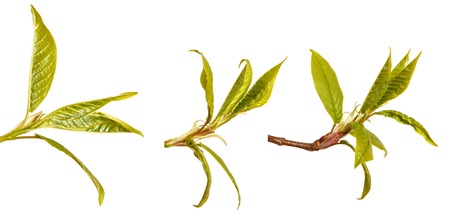 A bird cherry branch with young green leaves. Isolated on white. Set