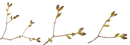 Small uncovered lilac flowers on branch. Set