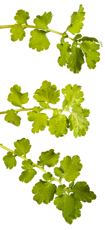 Green leaves of celandine. Isolated on white. Setの写真素材