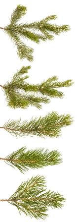 A branch of a pine tree. Isolated on white. Set