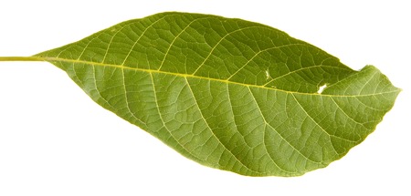 Walnut leaves isolated on whiteの写真素材