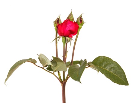 Young bud of a red rose on a stem. Isolated on whiteの写真素材