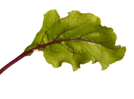 Green leaves of sugar beet. Isolated on white