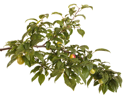 A branch of a plum tree. Isolated on whiteの写真素材