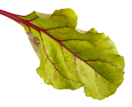 Green leaves of sugar beet. Isolated on white