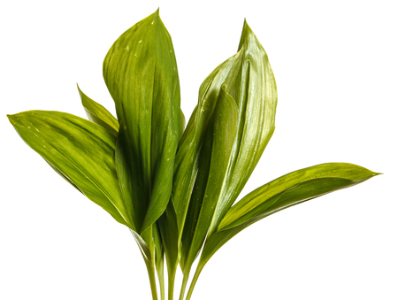 Green leaves of lily of the valley flowers. Isolated on whiteの写真素材