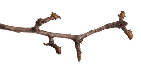 Dry branches of a pear tree isolated on a whiteの写真素材