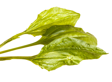 A green leaf of a plantain. Isolated on whiteの写真素材