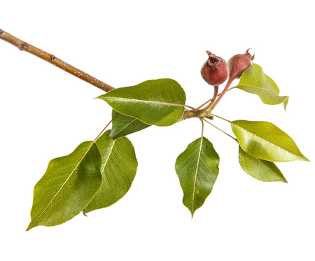 Branch of a grash tree with unripe fruit. Isolated on whiteの写真素材