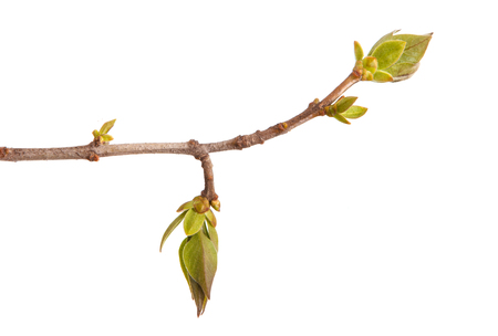 Young green leaves on a lilac branch on a whiteの写真素材