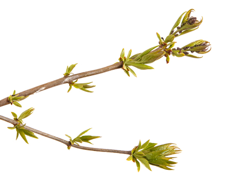 Young shoots of a lilac bush. Isolated on whiteの写真素材
