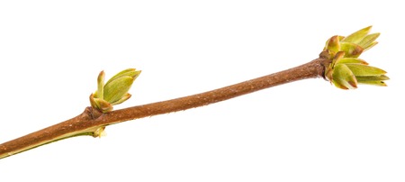 Swollen green buds on a branch of lilac. on a white