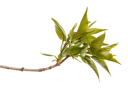 A branch of a lilac bush with young green leaves. Isolated on whiteの写真素材