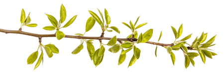 A branch of pear tree with young green leaves. Isolated on whiteの写真素材