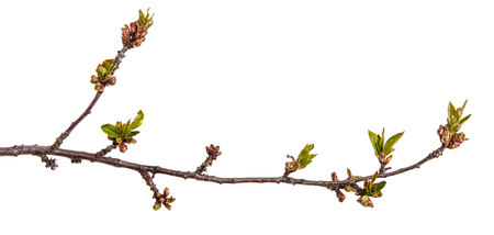 Branch of a cherry tree with small buds. Isolated on whiteの写真素材