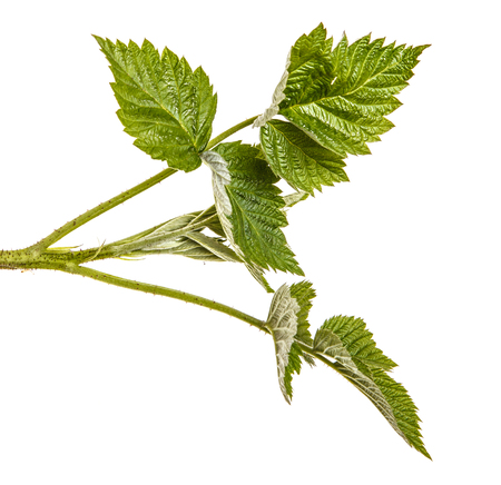Young green raspberry sprout with green leaves. Isolated on white